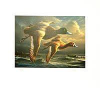 Federal Duck Stamp Design, 1964