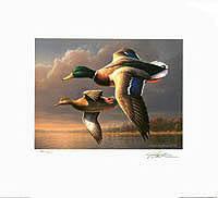 Federal Duck Stamp Design, 1995
