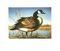 Federal Duck Stamp Design, 1997
