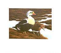 Federal Duck Stamp Design
