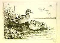 Federal Duck Stamp Design