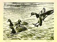 Federal Duck Stamp Design, 1946