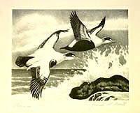 Federal Duck Stamp Design, 1957