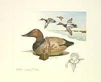 Federal Duck Stamp Design