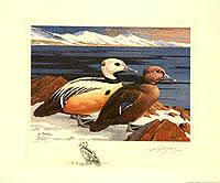 Federal Duck Stamp Design
