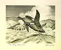 Federal Duck Stamp Design, 1952