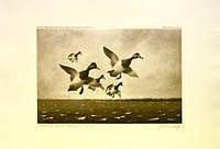 Federal Duck Stamp Design, 1937