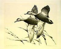 Federal Duck Stamp Design, 1940