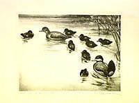 Federal Duck Stamp Design, 1941