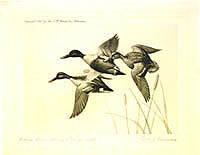 Federal Duck Stamp Design, 1945