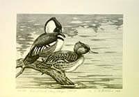 Federal Duck Stamp Design,1968
