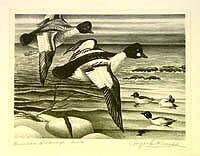 Federal Duck Stamp Design, 1949