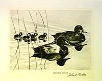 Federal Duck Stamp Design, 1960