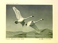 Federal Duck Stamp Design, 1950