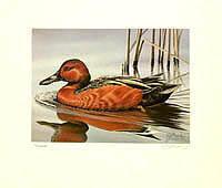 Federal Duck Stamp Design