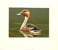 Federal Duck Stamp Design