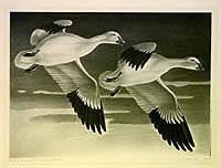Federal Duck Stamp Design, 1947