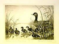 Federal Duck Stamp Design, 1961