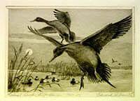 Federal Duck Stamp Design, 1962