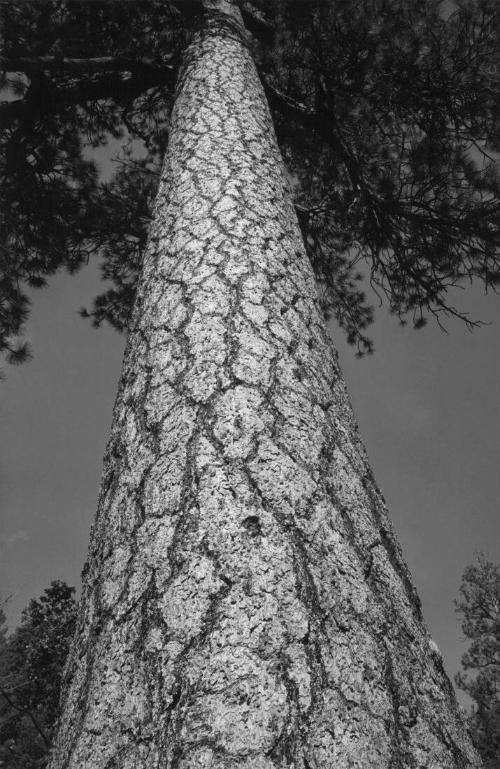 Ansel Adams