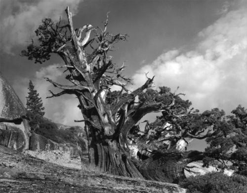 Juniper Near Merced Lake Camp