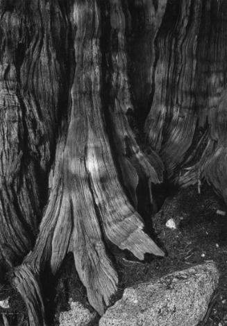 Untitled (Tree Trunk)
