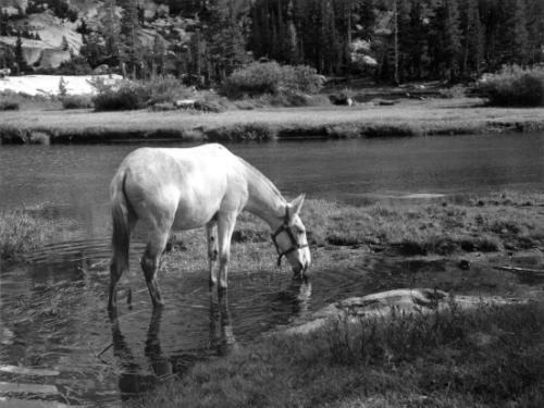 Untitled (Bottom Photo: Mule at Water)