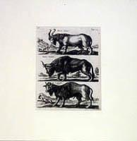 Natural History Plates