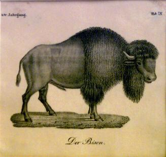 Der Bison