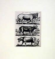 Three Bison Images