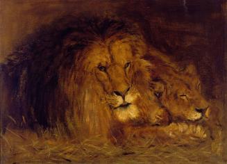 The Lion Couple at Rest