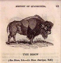 The Bison from History of Quadrupeds