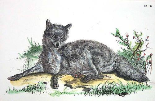 Untitled - Wolf Lying Down