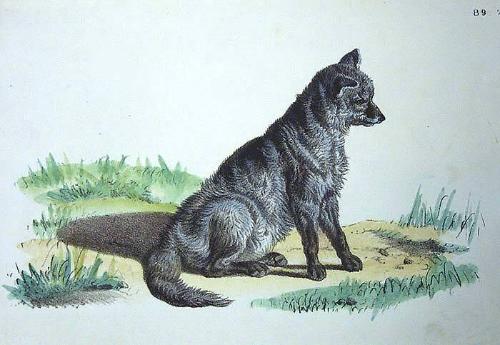 Untitled - Wolf Sitting