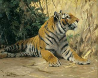 Resting Tiger