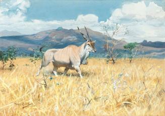 Eland Antelope