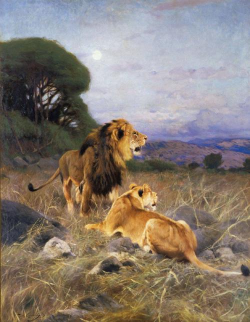 African Lions