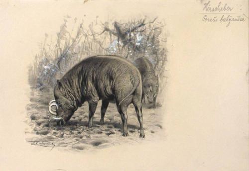 Wild Boars