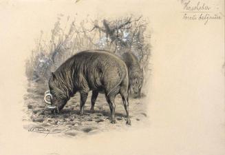Wild Boars