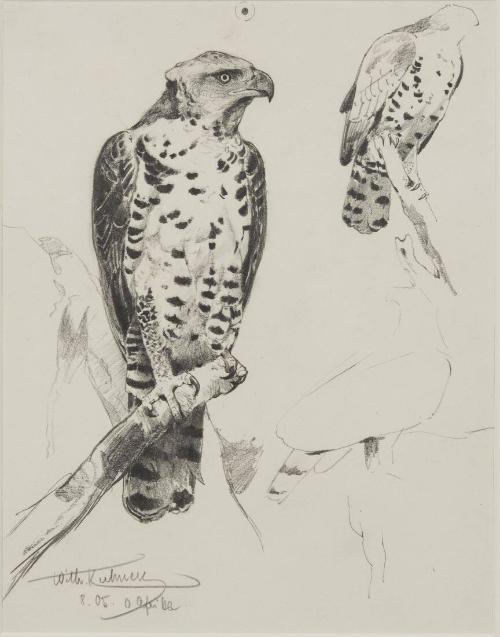 African Crowned Eagle