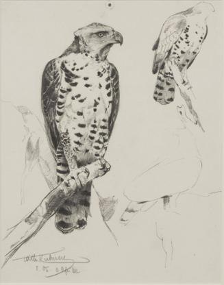 African Crowned Eagle