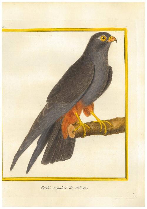 Variété singuliere du Hobereau