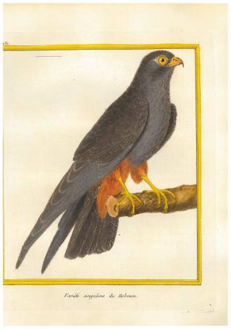 Variété singuliere du Hobereau