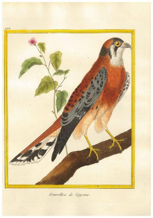 Emerillon de Cayenne