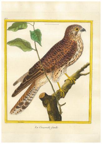 La Crécerelle femelle
