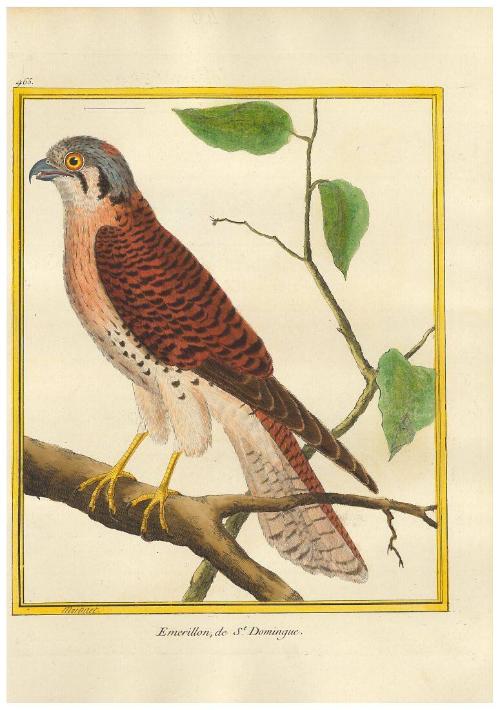 Emerillon de St. Dominque