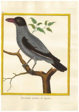Pie-Griêche tachetée de Cayenne