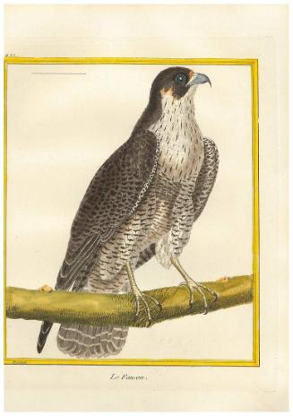 Le Faucon