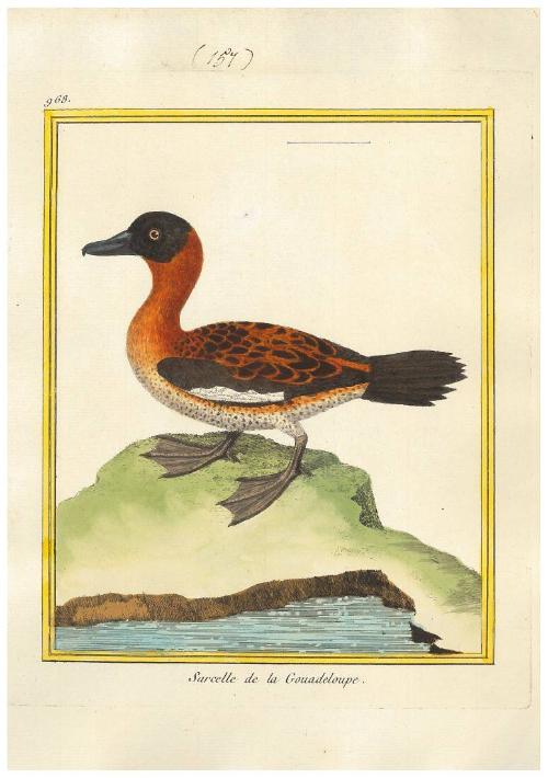 Sarcelle de la Gouadeloupe