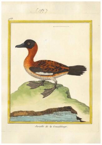 Sarcelle de la Gouadeloupe